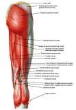 Anatomie: heup,bovenbeen,knie,onderbeen,enkel,voet,acetabulum,collum femoris,trachanter,femur,epicondyl,meniscus,kruisband,cruciate ligament,patella,knieschijf,tibia,fibula,malleolus,talus,calcaneus,tarsus,metatarsus,phalanx,falanx,quadriceps femoris,rectus femoris,sartorius,tensor fasciae latae,tractus iliotibialis,biceps femoris,gastrocnemius,semimembranosus,semitendinosus,soleus,suralis,vena saphena parva,vena saphena magna,sciatic,ischiadicus,peronea